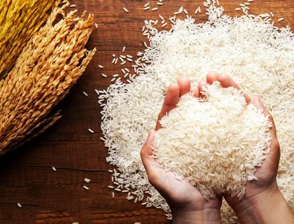 تصویر 3 از خرید برنج شمال هاشمی + قیمت فروش استثنایی