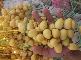 تصویر 4 از قیمت خرما خارک درجه یک با کیفیت ارزان + خرید عمده