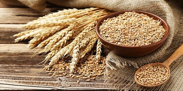 تصویر 3 از قیمت دانه جو دوسر + خرید باور نکردنی