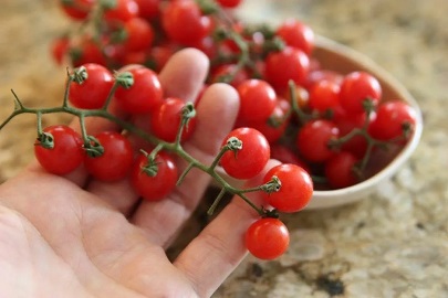 تصویر 1 از گوجه‌ فرنگی نیترات دار با کیفیت تضمینی تولید کننده
