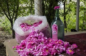 تصویر 3 از قیمت خرید گلاب دو آتیشه کاشان + فروش ویژه