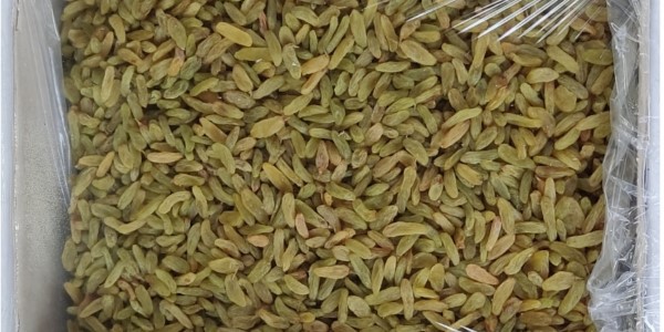 تصویر 5 از فروش کشمش سبز قلمی درجه ۱ + قیمت خرید به صرفه