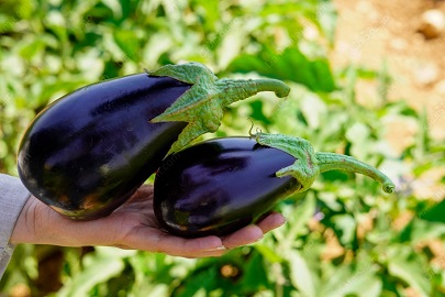 تصویر 3 از قیمت خرید بادمجان دلمه ای شیرین + فروش ویژه