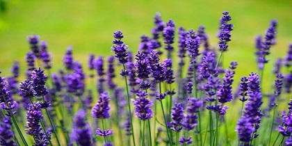 تصویر 1 از قیمت خرید گیاه اسطوخودوس کوهی + فروش ویژه