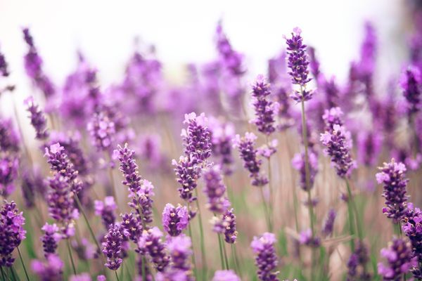قیمت خرید گیاه اسطوخودوس کوهی + فروش ویژه