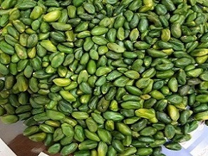 تصویر 2 از قیمت مغز پسته کوهی + خرید باور نکردنی
