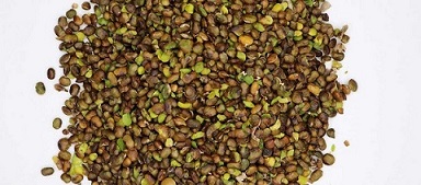 تصویر 3 از قیمت مغز پسته کوهی + خرید باور نکردنی