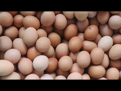 تصویر 1 از خرید و قیمت تخم مرغ صادراتی مشهد + فروش عمده