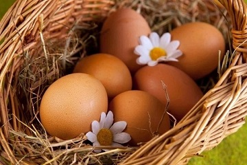 تصویر 4 از خرید و قیمت تخم مرغ صاداتی اصفهان + فروش عمده