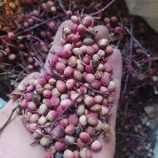 فروش پسته کوهی کردستان + قیمت خرید به صرفه