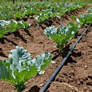 تصویر 5 از قیمت خرید شلنگ آبیاری قطره ای 20 + فروش ویژه