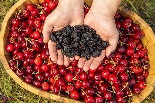 تصویر 5 از قیمت خرید آلبالو خشک طبیعی + فروش ویژه