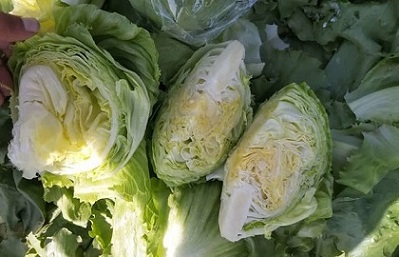 تصویر 4 از قیمت خرید کاهو آیسبرگ صادراتی + فروش ویژه