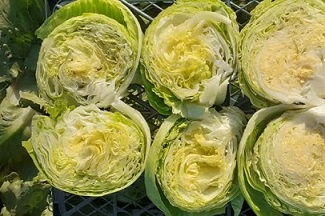 تصویر 3 از قیمت خرید کاهو آیسبرگ صادراتی + فروش ویژه