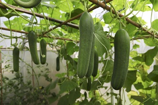 تصویر 3 از قیمت خرید خیار سبز درختی + فروش ویژه