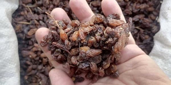 تصویر 1 از خرید و قیمت کشمش گله کاشمر + فروش عمده