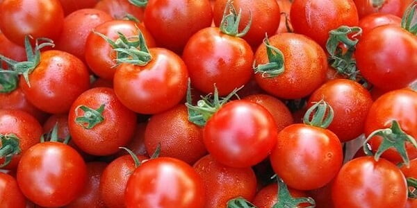 تصویر 3 از گوجه‌ فرنگی کاسیو گلخانه‌ ای با پوست براق