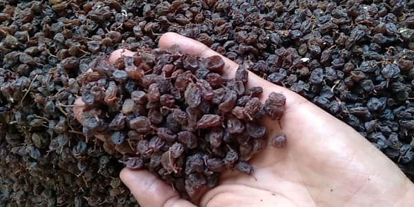تصویر 4 از قیمت خرید کشمش بیدانه افتابی تاکستان با فروش عمده