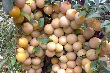 تصویر 1 از قیمت آلو بخارا شوقانی با کیفیت ارزان + خرید عمده