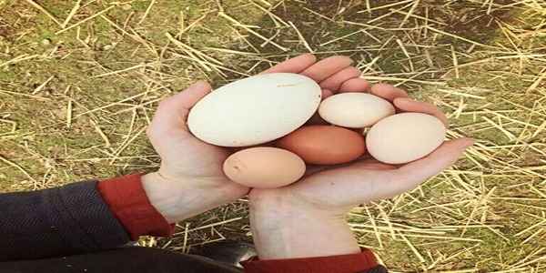 تصویر 2 از خرید و قیمت تخم مرغ محلی گلپایگانی + فروش عمده