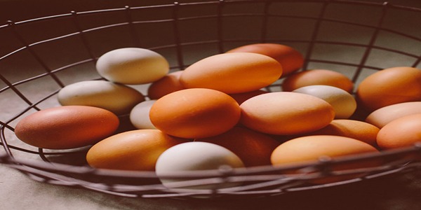 تصویر 4 از خرید و قیمت تخم مرغ محلی گلپایگانی + فروش عمده