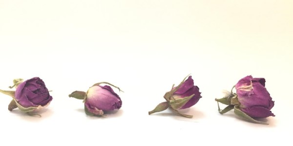 تصویر 5 از قیمت خرید غنچه گل محمدی لاله زار عمده به صرفه و ارزان