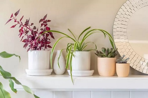 تصویر 3 از فروش گلدان پلاستیکی فانتزی + قیمت خرید به صرفه