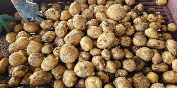 تصویر 5 از خرید سیب زمینی بامبا + قیمت فروش استثنایی