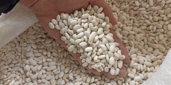 تصویر 3 از خرید لوبیا سفید ایرانی + قیمت فروش استثنایی