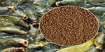 تصویر 2 از قیمت خرید غذای ماهی زینتی + فروش ویژه