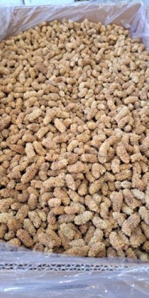 تصویر 1 از خرید و قیمت توت خشک درجه یک + فروش عمده