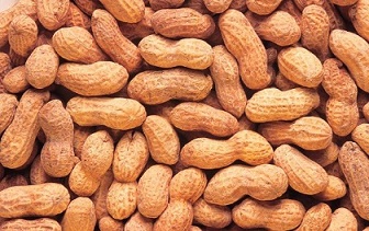تصویر 3 از خرید و قیمت بادام زمینی خام با پوست + فروش صادراتی