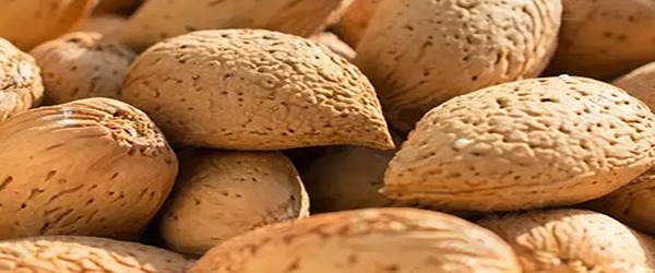 تصویر 1 از خرید و قیمت بادام درختی درجه یک + فروش عمده