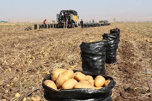 تصویر 2 از قیمت سیب زمینی اردبیل عمده با کیفیت ارزان + خرید عمده