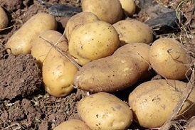 تصویر 5 از قیمت سیب زمینی اردبیل عمده با کیفیت ارزان + خرید عمده