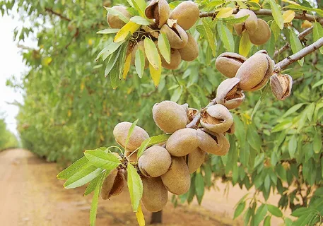 تصویر 4 از خرید و قیمت بادام درختی خام + فروش عمده
