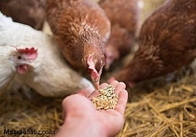 تصویر 3 از قیمت خرید مکمل گیاهی طیور + فروش ویژه