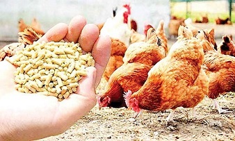 تصویر 4 از قیمت خرید مکمل گیاهی طیور + فروش ویژه