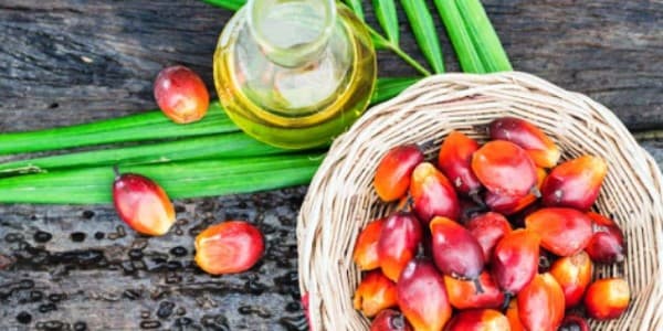 تصویر 5 از قیمت خرید روغن هسته خرما ارگانیک عمده به صرفه و ارزان