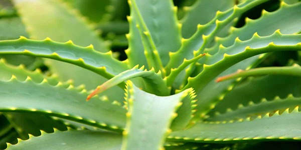 تصویر 4 از قیمت گیاه آلوئه ورا کوهی + خرید باور نکردنی