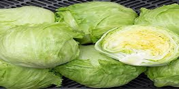 تصویر 5 از قیمت خرید کاهو پیچ سالادی + فروش ویژه