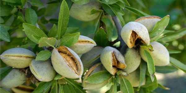 تصویر 2 از فروش بادام مامایی درجه یک + قیمت خرید به صرفه