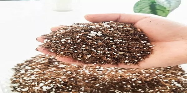 تصویر 3 از خرید و قیمت خاک مخصوص قلمه زنی + فروش صادراتی