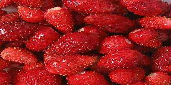 تصویر 4 از قیمت خرید توت فرنگی خشک پفکی با فروش عمده