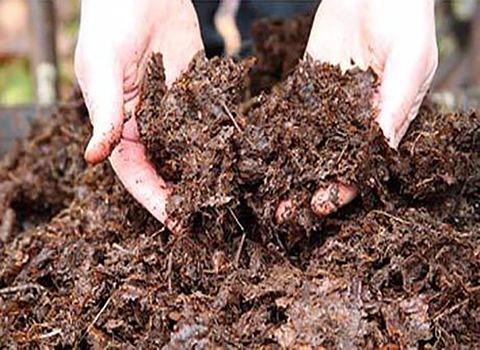 تصویر 1 از خرید خاک پرومکس ملکه + قیمت فروش استثنایی