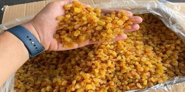 تصویر 1 از قیمت کشمش طلایی ممتاز با کیفیت ارزان + خرید عمده