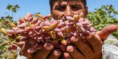 تصویر 2 از قیمت خرید پسته تازه اعلا + فروش ویژه