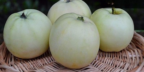تصویر 1 از قیمت سیب سفید در ایران + خرید باور نکردنی