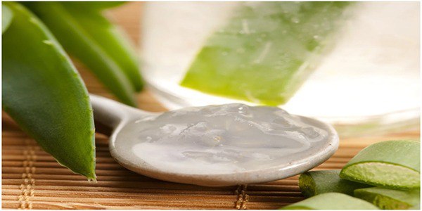 تصویر 3 از خرید و قیمت گیاه آلوئه ورا اصل + فروش صادراتی