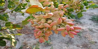تصویر 5 از خرید و قیمت پسته اکبری اعلا + فروش عمده
